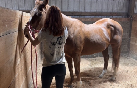 Stall with Horse Boarder with a chestnut horse in a freshly bedded stall