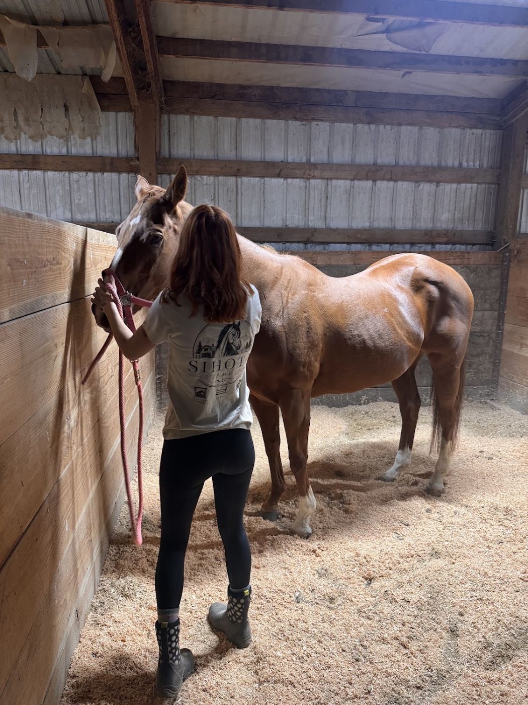 Boarder with a chestnut horse in a freshly bedded stall